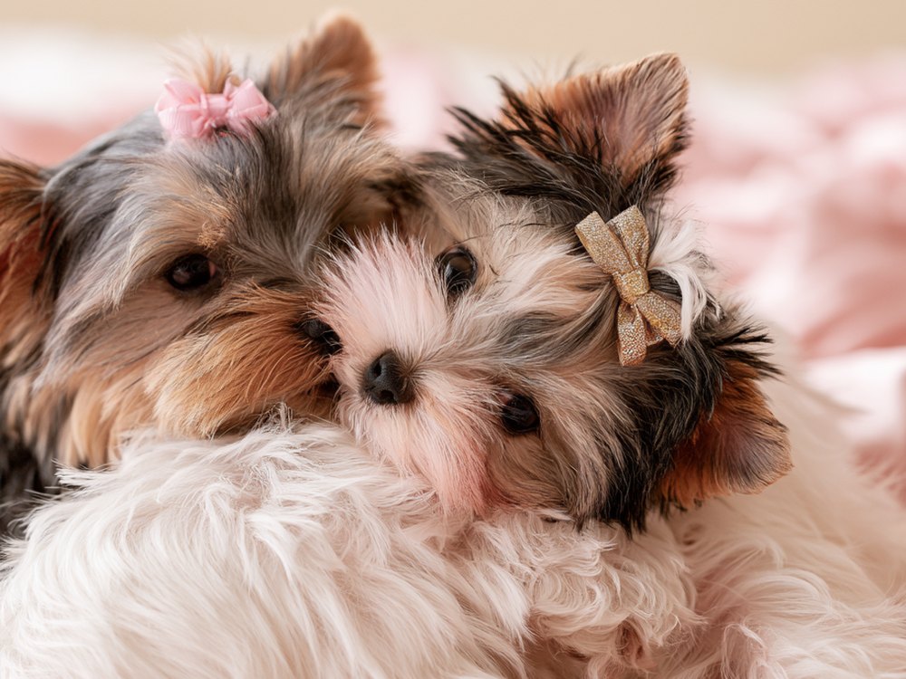 Puppy with a bow on its head