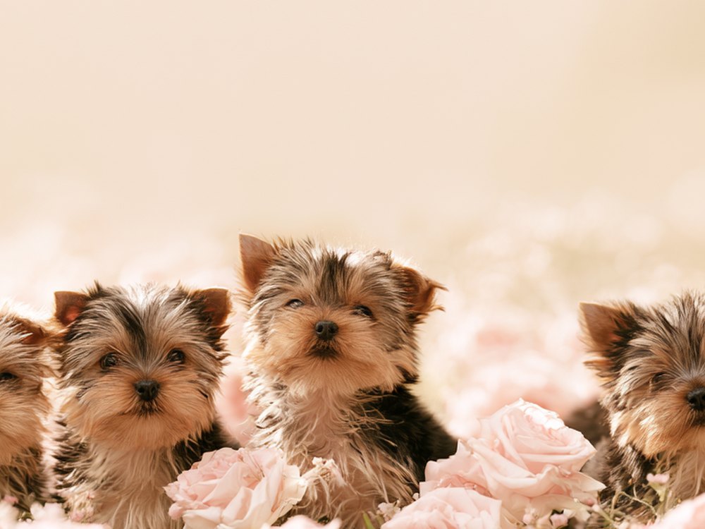 Two puppies wrestling playfully