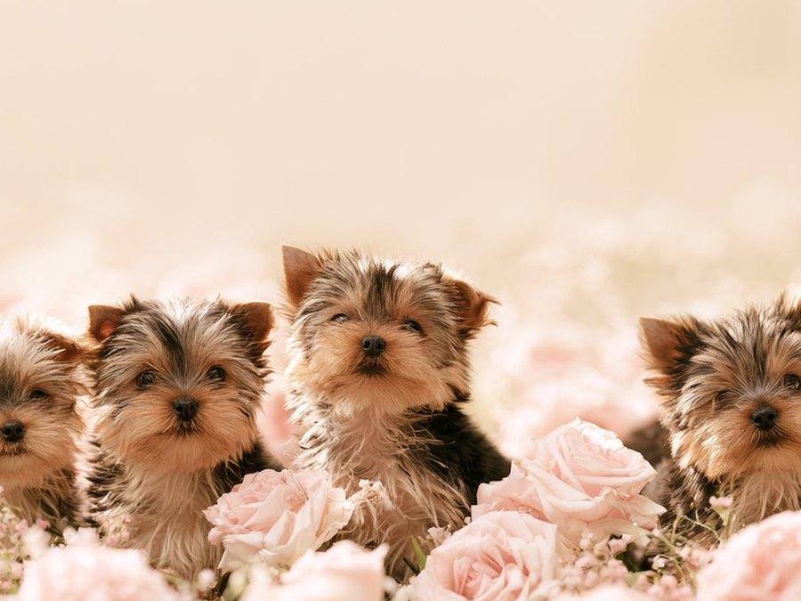 A Yorkshire Terrier from Fairytale Puppies