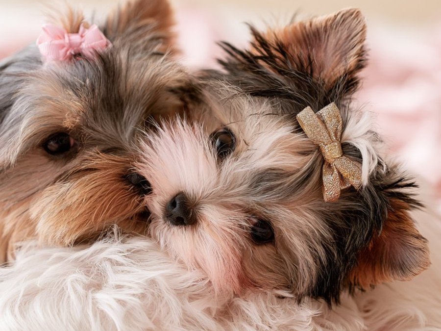 Yorkshire Terrier from Fairytale Puppies