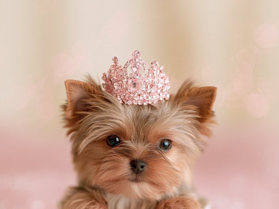 Yorkie puppy