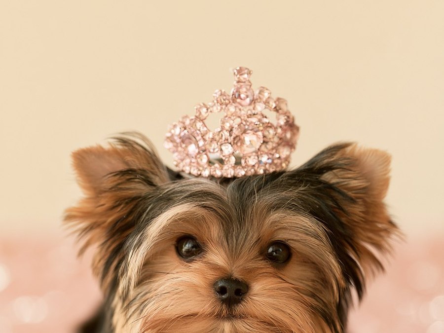 Yorkie puppy eating