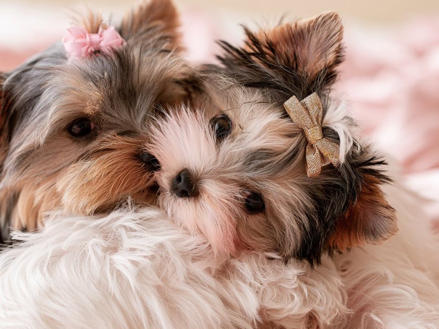 Fairytale Puppies