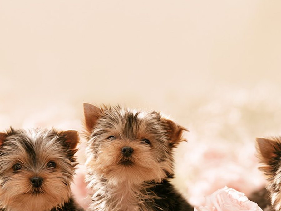 Yorkie puppy ready for pick up