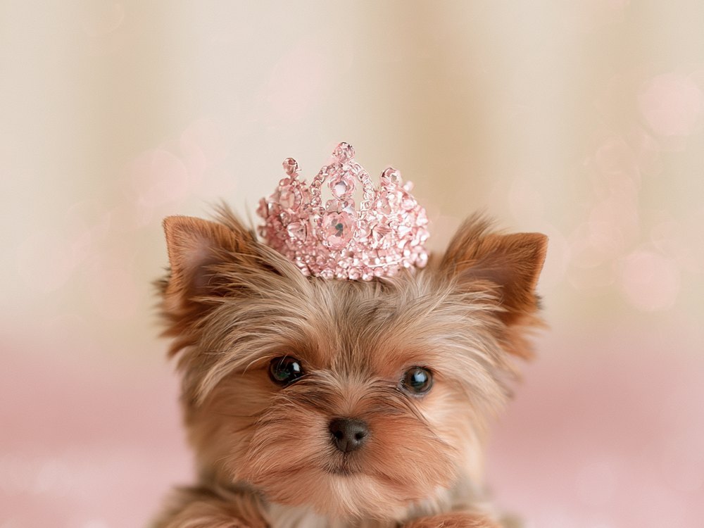 Prince Charming